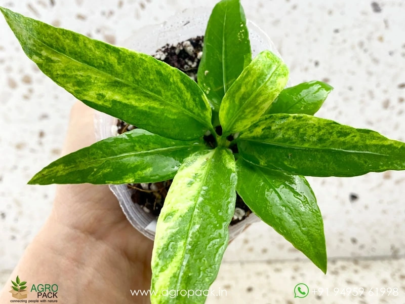 Anthurium-Vittarifolium-Variegated3