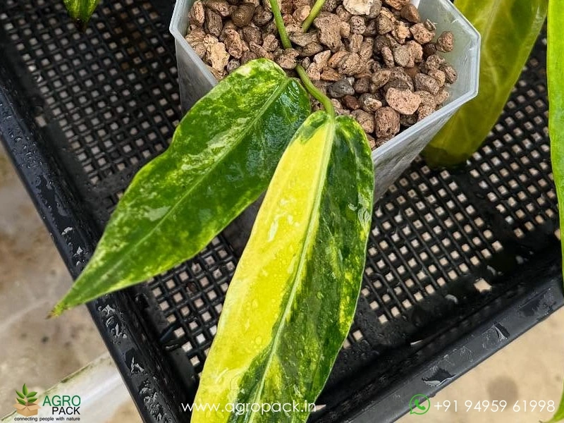 Anthurium-Warocqueanum-Variegated1