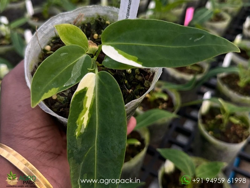 Anthurium-Warocqueanum-Variegated3