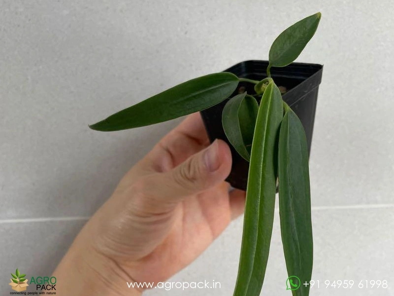 Anthurium-Wendlingeri3