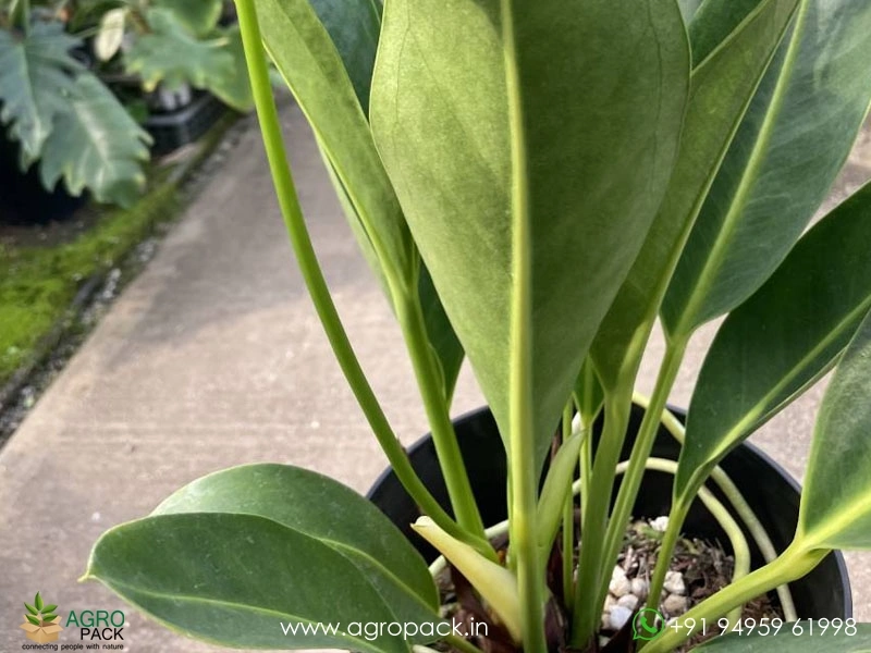 Anthurium-Willdenowii1