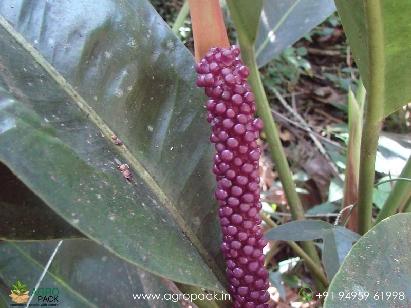 Anthurium-Willdenowii2