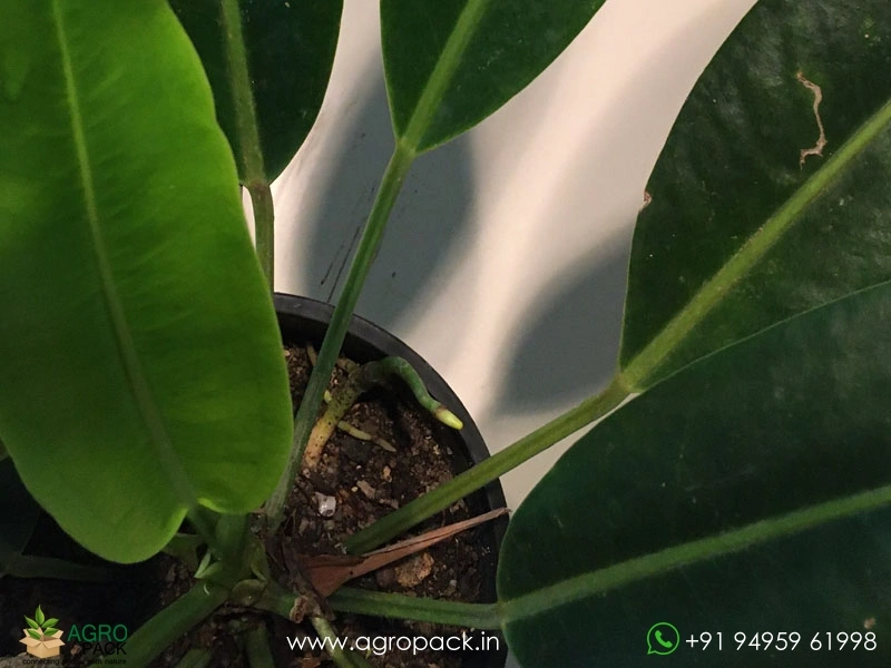 Anthurium-Willdenowii3