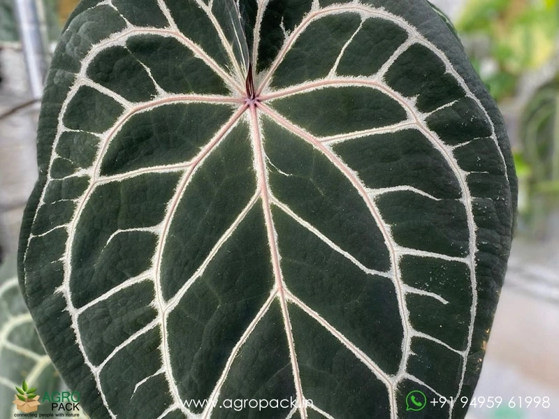 Anthurium-Zara-Michelle2
