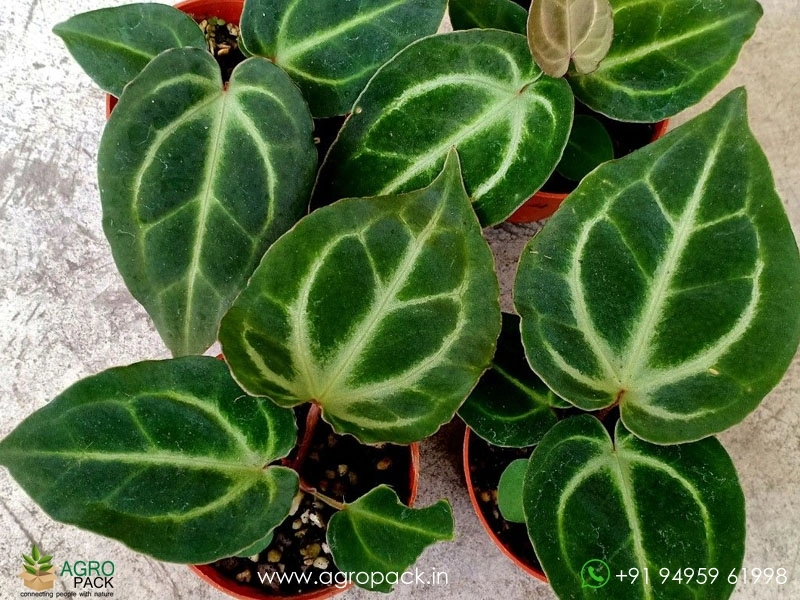Anthurium-Zara-Michelle6