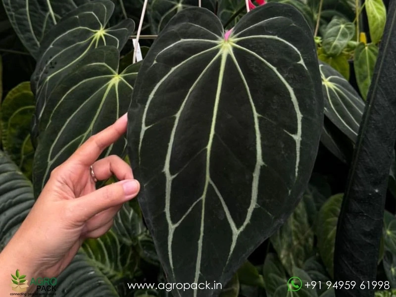 Anthurium-carlablackiae1