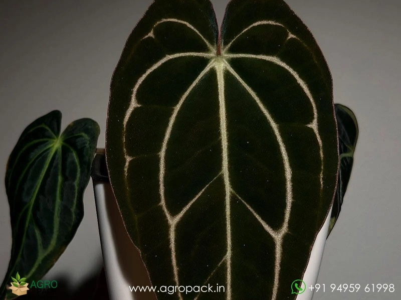 Anthurium-carlablackiae4