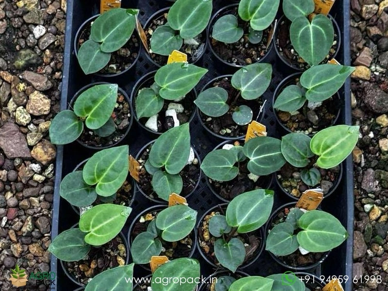 Anthurium-carlablackiae5