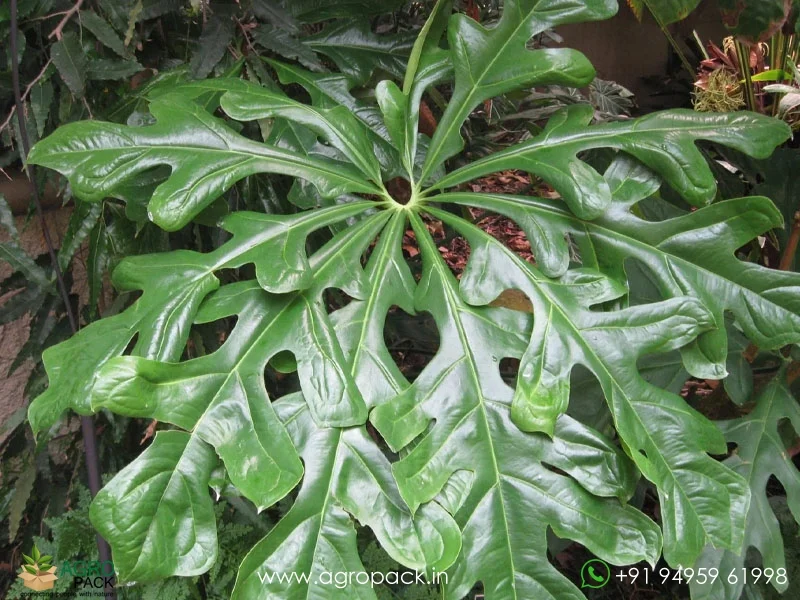 Anthurium-clavigerum1