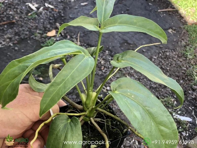 Anthurium-clavigerum3