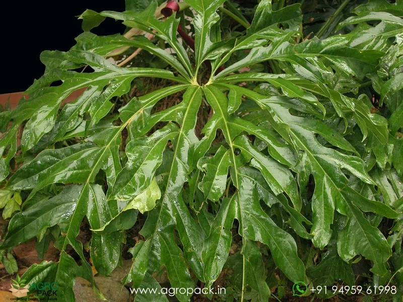 Anthurium-clavigerum4
