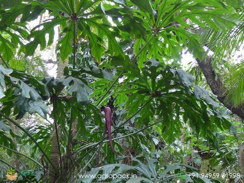 Anthurium-clavigerum6