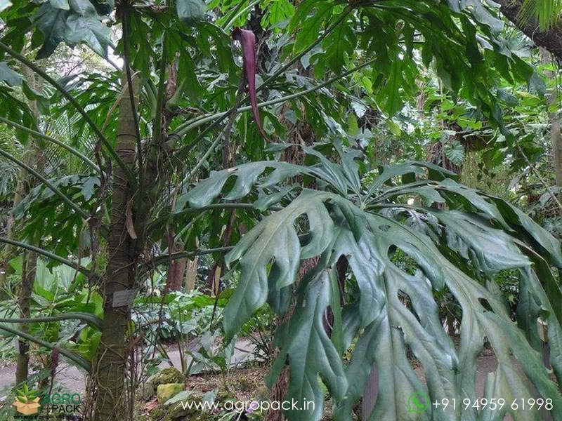 Anthurium-clavigerum7