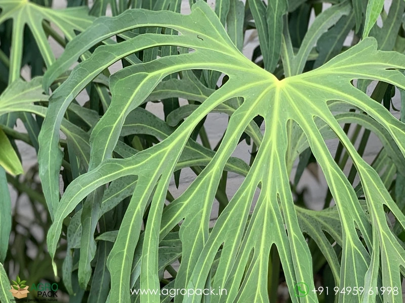 Anthurium-podophyllum1