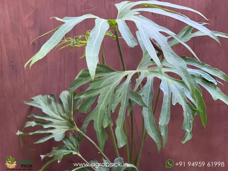 Anthurium podophyllum Plant For Sale In India | Online plant nursery