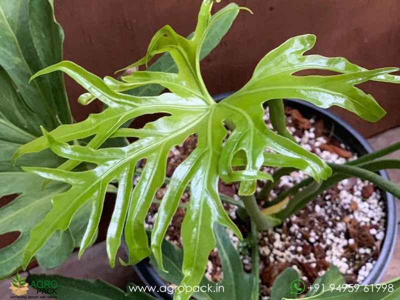 Anthurium-podophyllum3