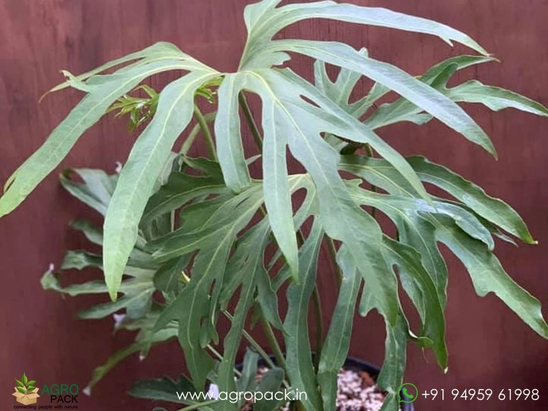 Anthurium-podophyllum4