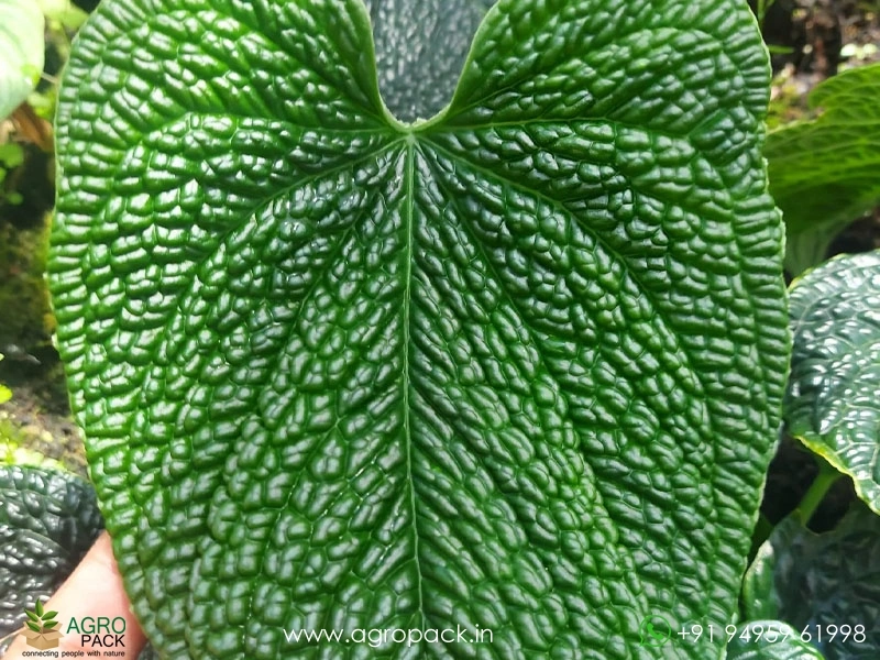 Anthurium-splendidum1
