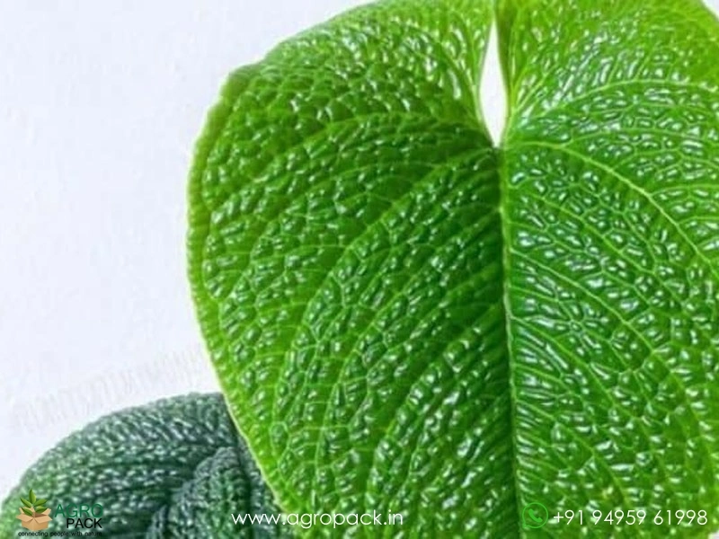 Anthurium-splendidum3