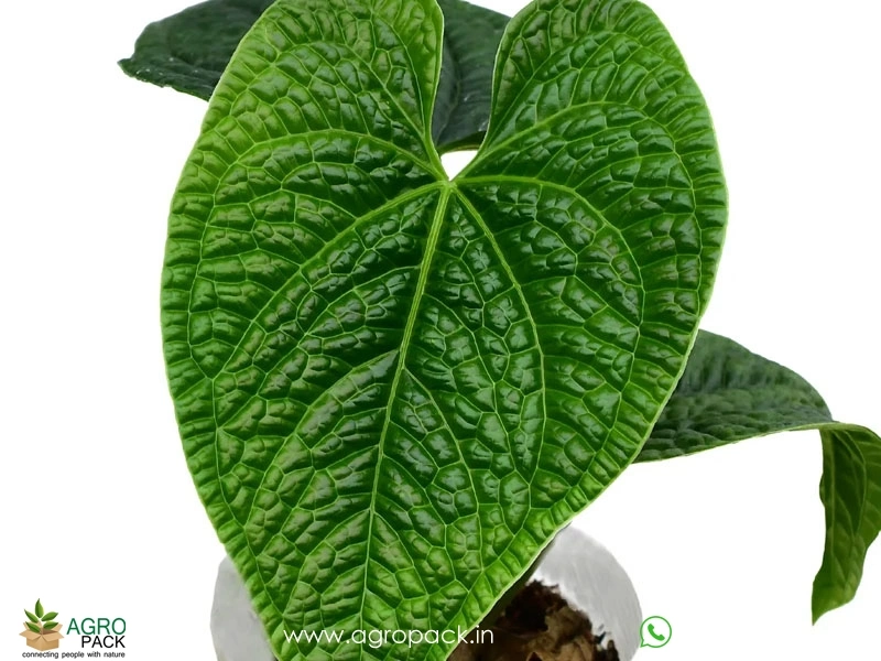 Anthurium-splendidum4