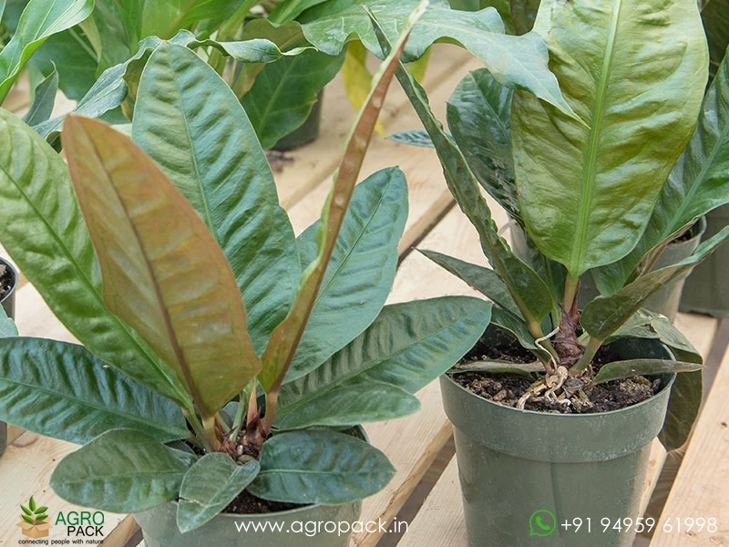 Anthurium-superbum1