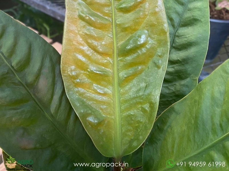 Anthurium-superbum2