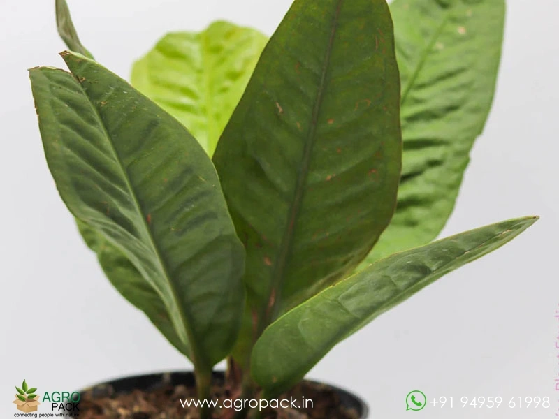 Anthurium-superbum4
