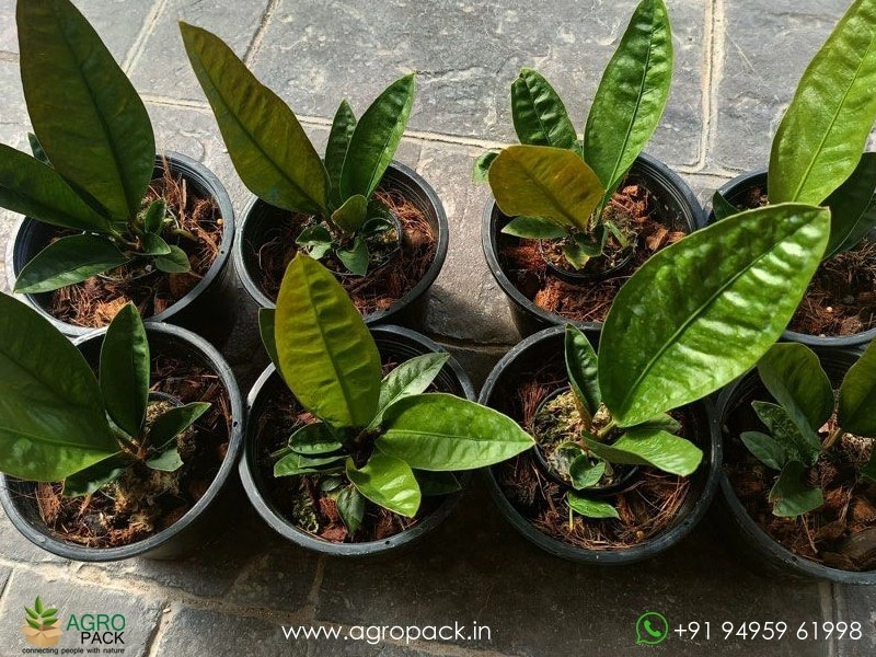 Anthurium-superbum5