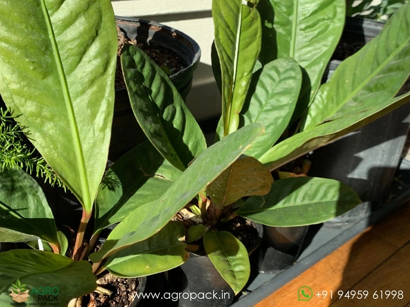 Anthurium-superbum6