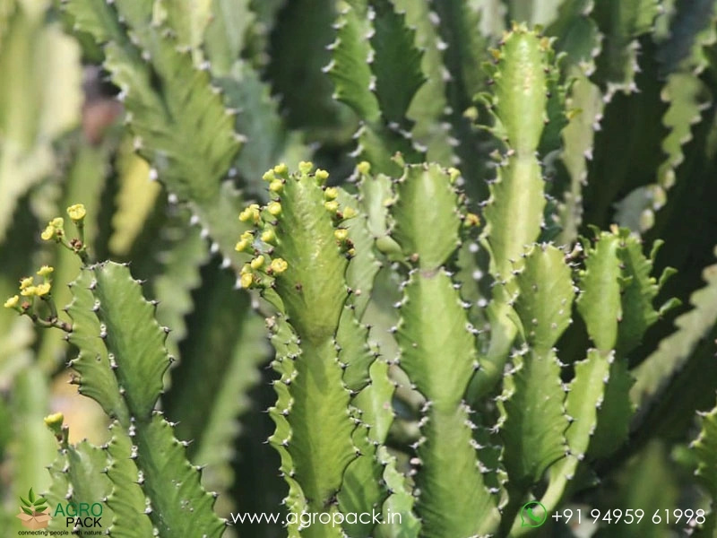 Antique-Spurge1