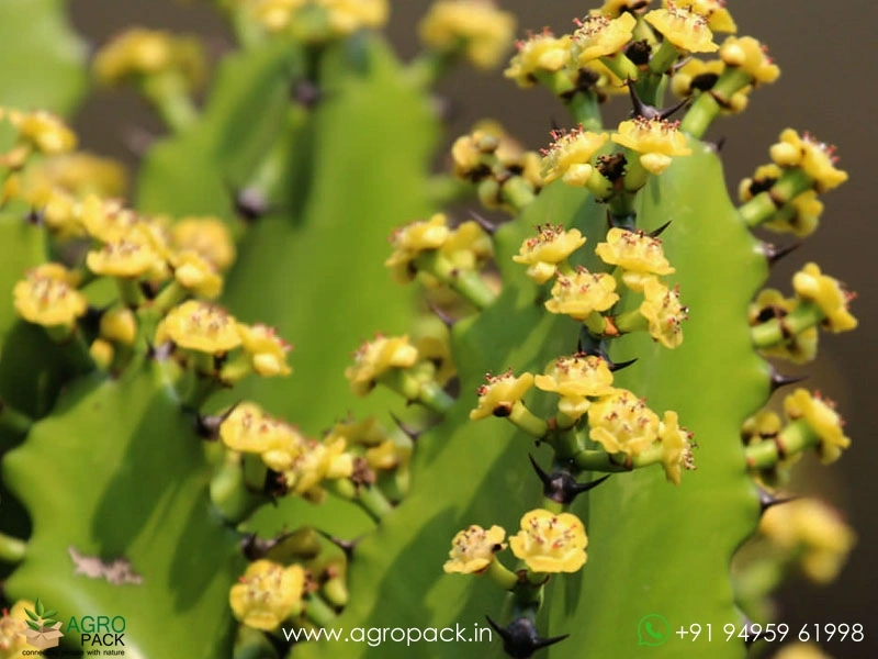 Antique-Spurge2