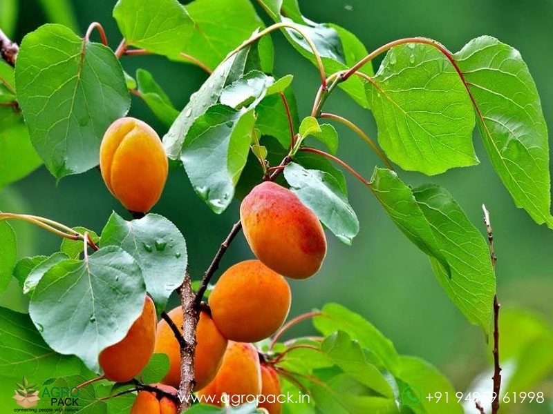 Apricot1