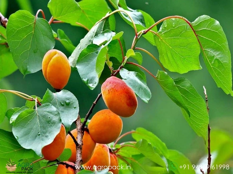 Apricot1