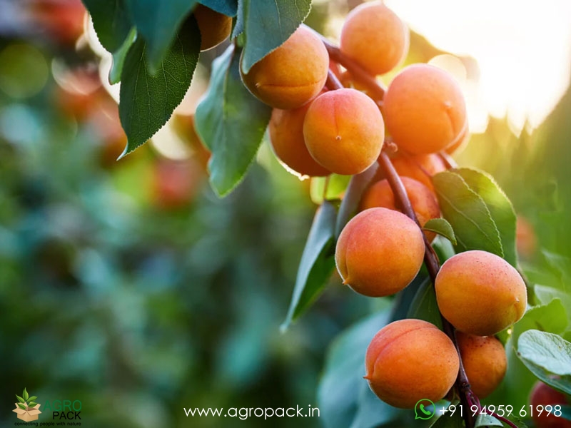 Apricot2