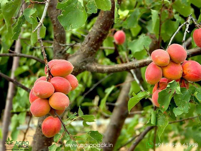 Apricot3