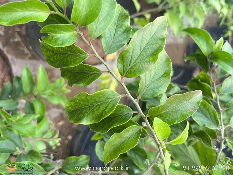 Apricot4