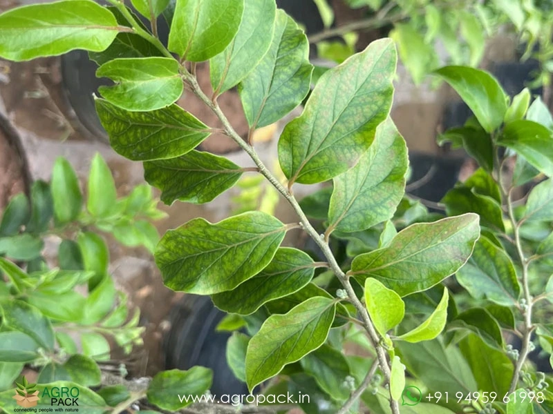 Apricot4