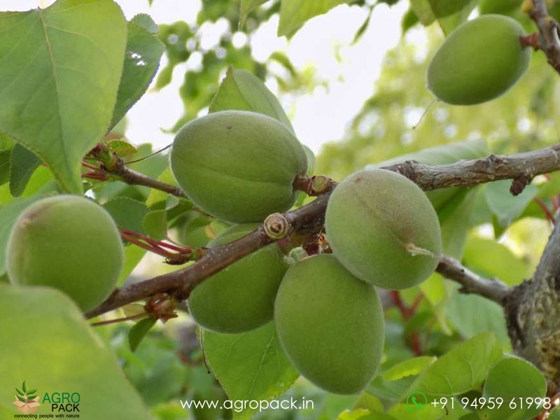 Apricot5