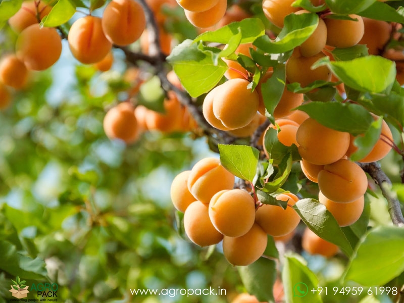 Apricot6