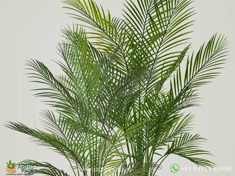 Areca-Palm1