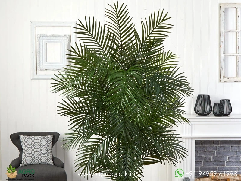 Areca-Palm3