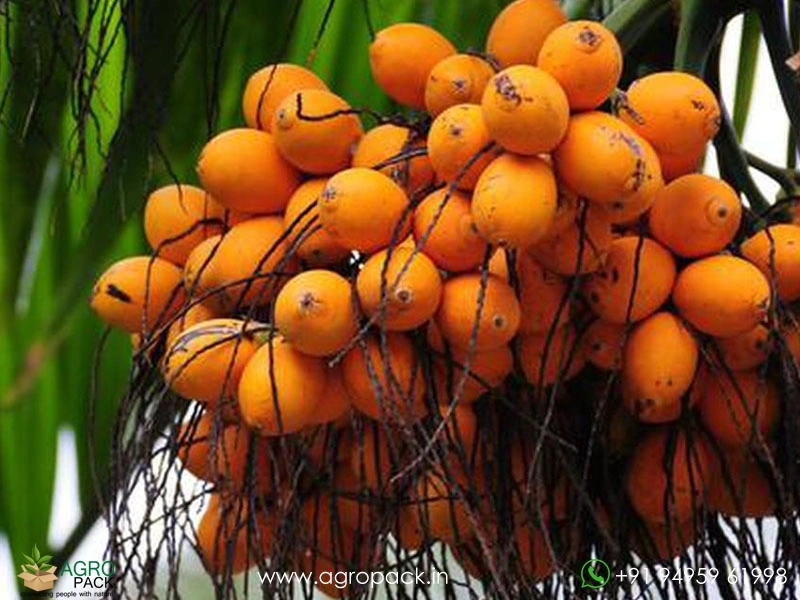 Arecanut2