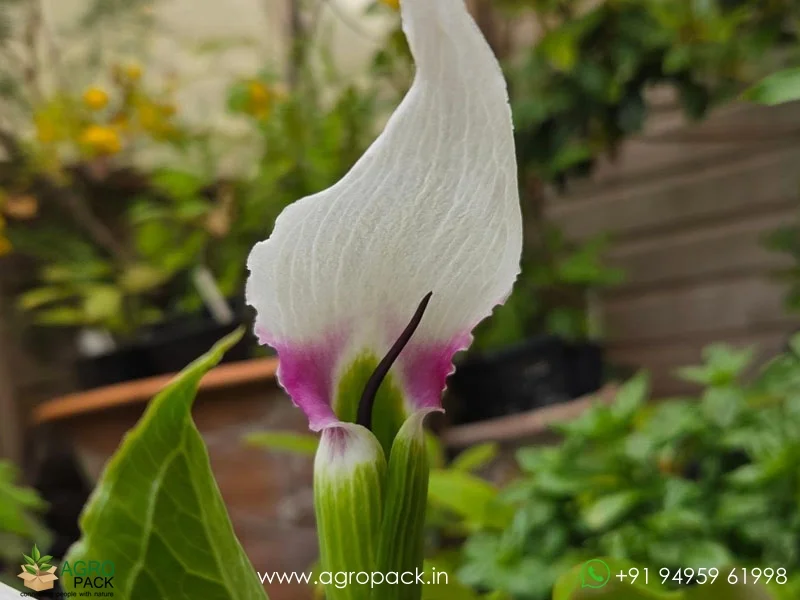 Arisaema-murrayi-Himalayan-Cobra-Lily1