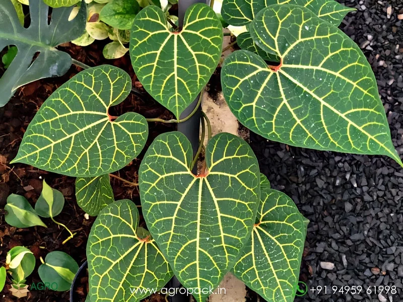 Aristolochia-leuconeura-pipevine2