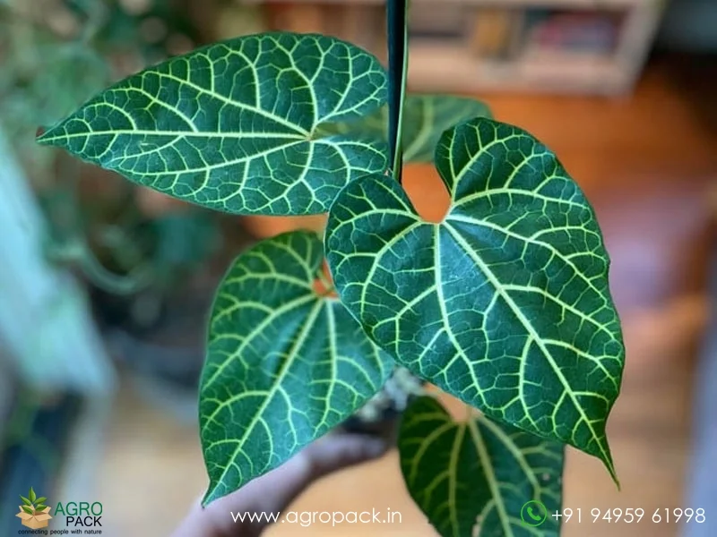 Aristolochia-leuconeura-pipevine3