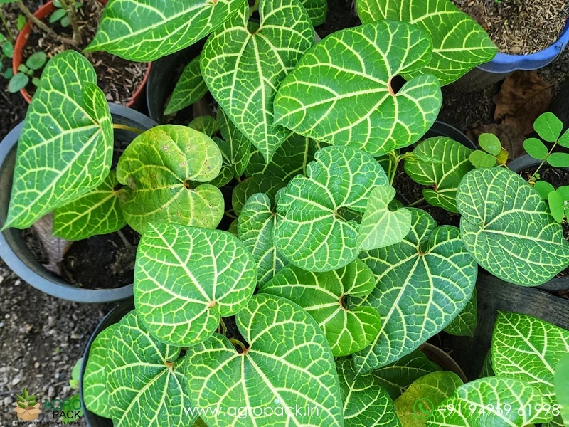 Aristolochia-leuconeura-pipevine4