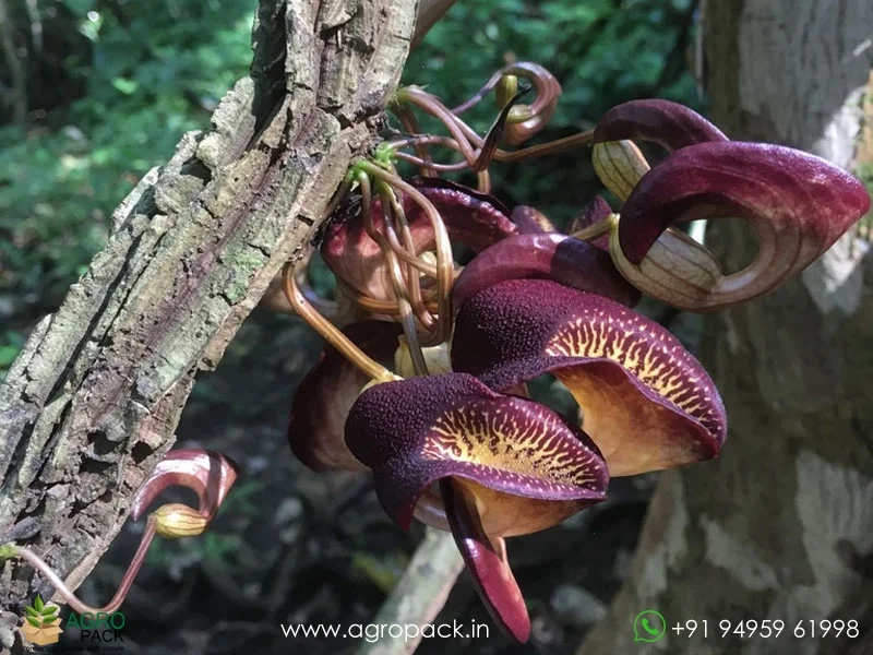 Aristolochia-leuconeura-pipevine5