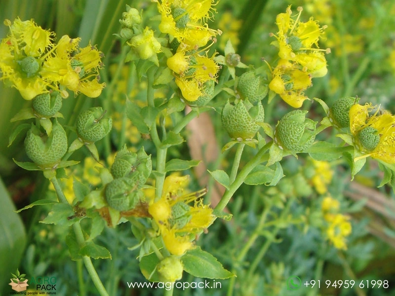 Arutha-Ruta-chalepensis1
