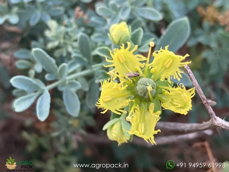 Arutha-Ruta-chalepensis2