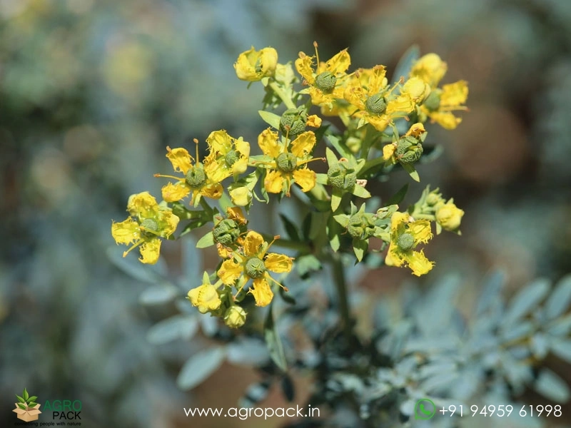 Arutha-Ruta-chalepensis3
